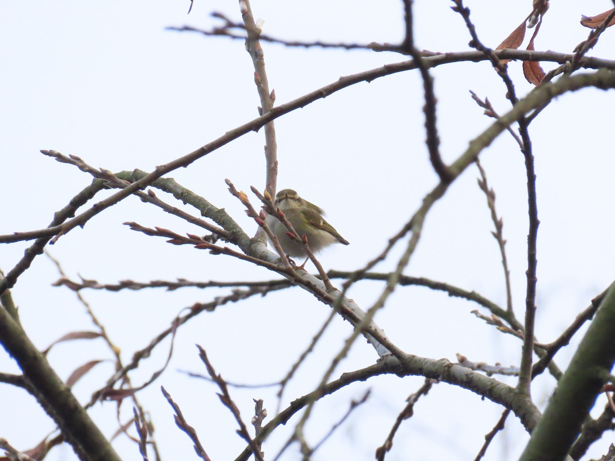 Пеночка-зарничка - ML647282469