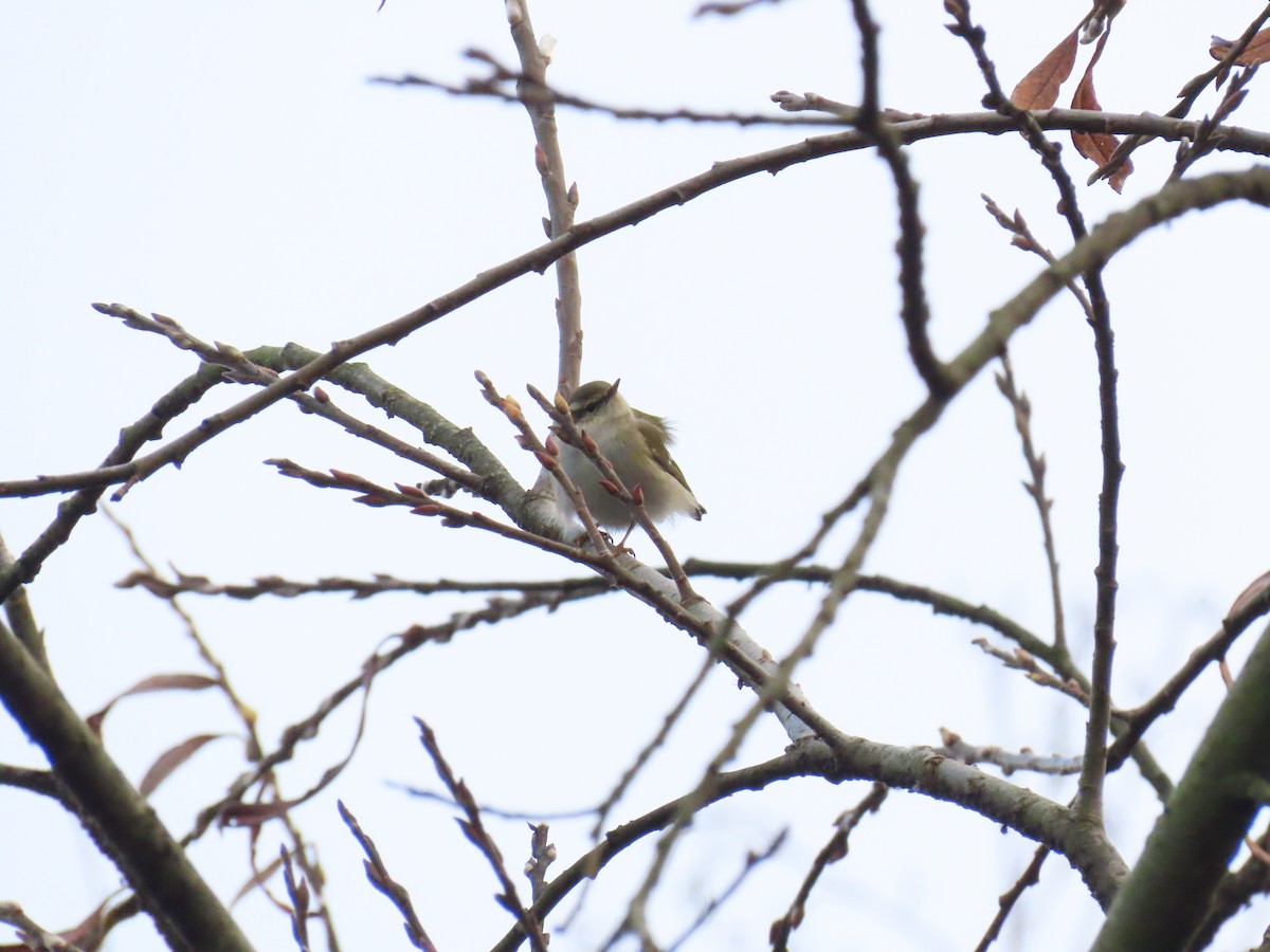 Пеночка-зарничка - ML647282470