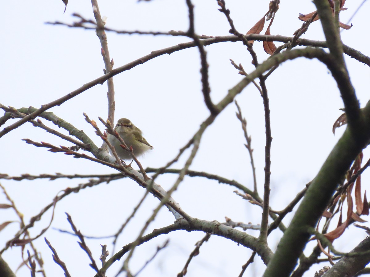 Пеночка-зарничка - ML647282471