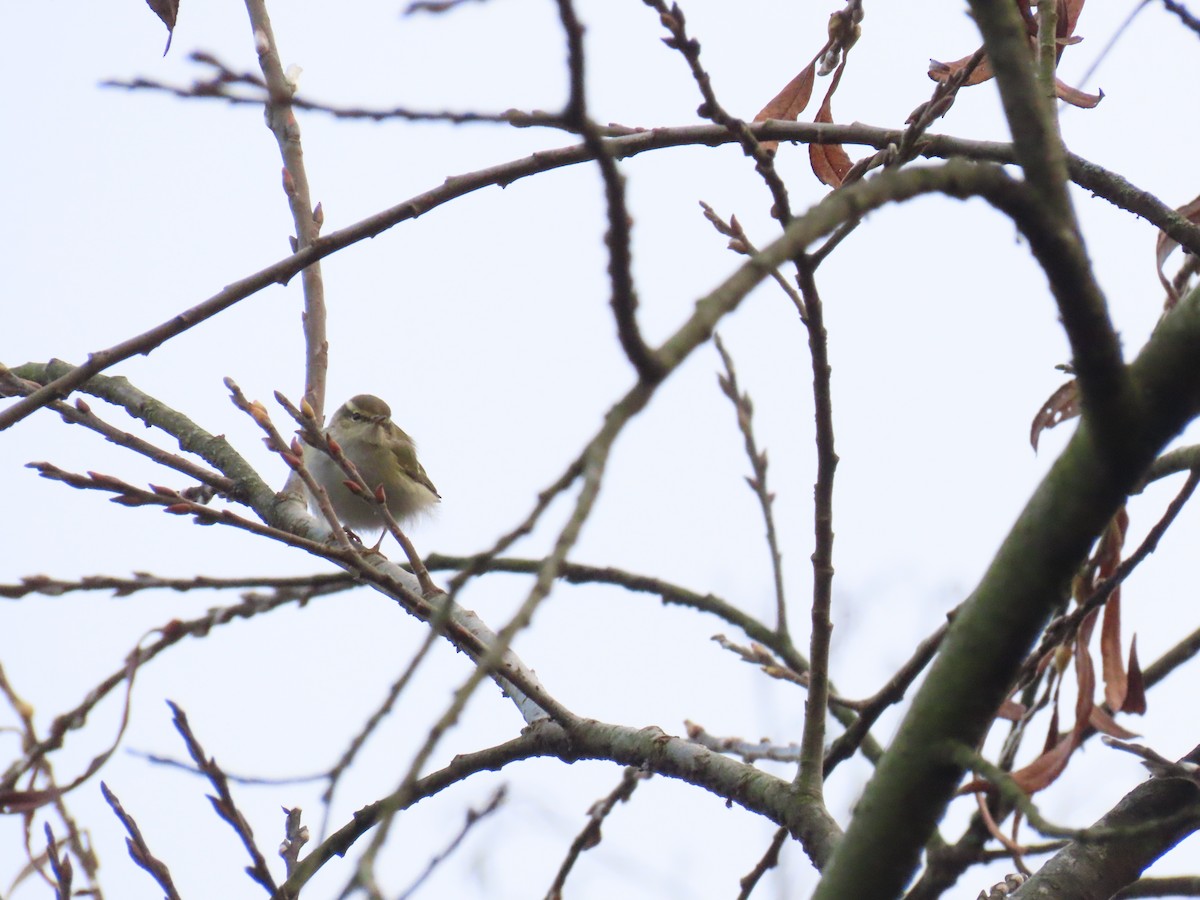 Пеночка-зарничка - ML647282472