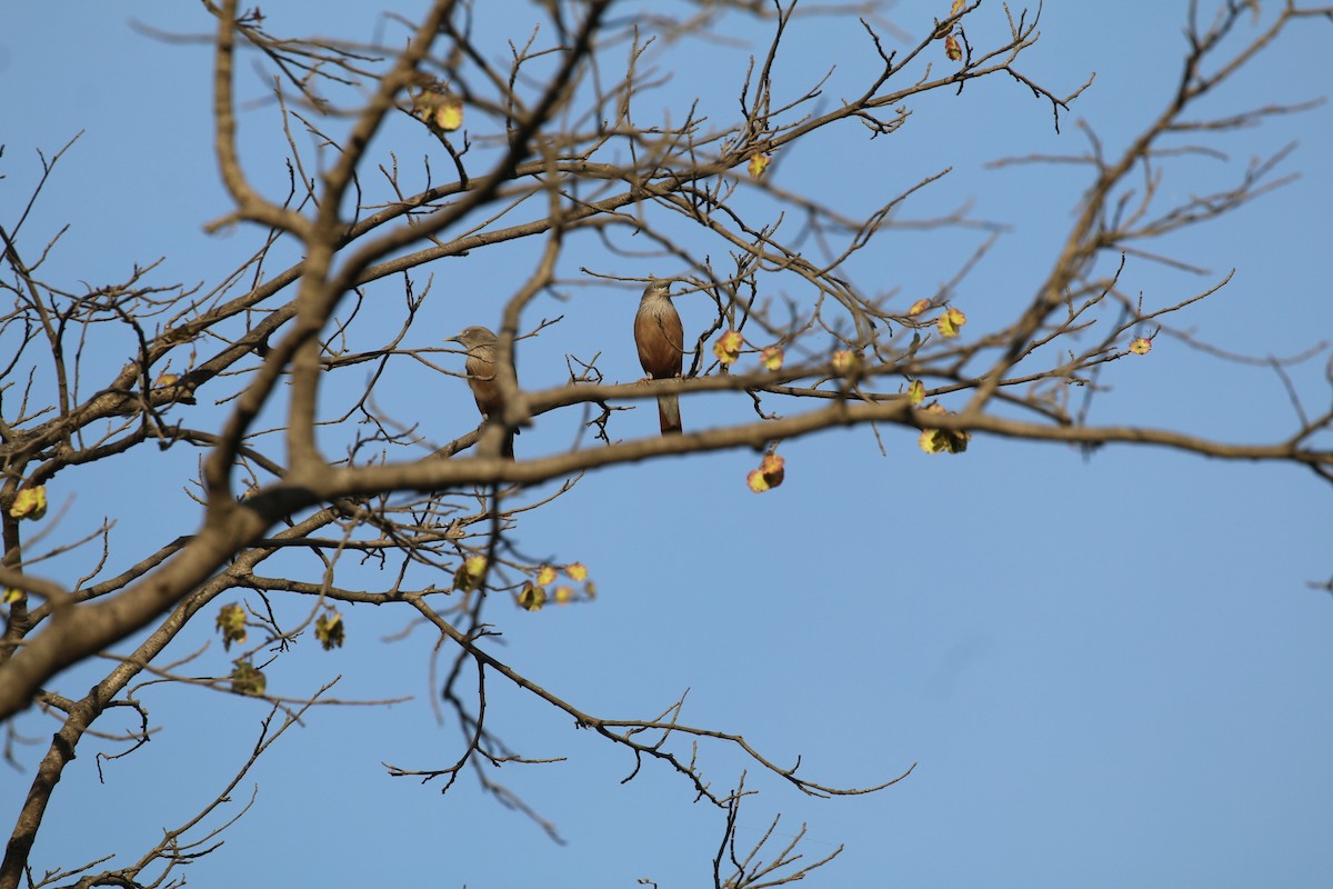 Malabar Starling - ML647282479