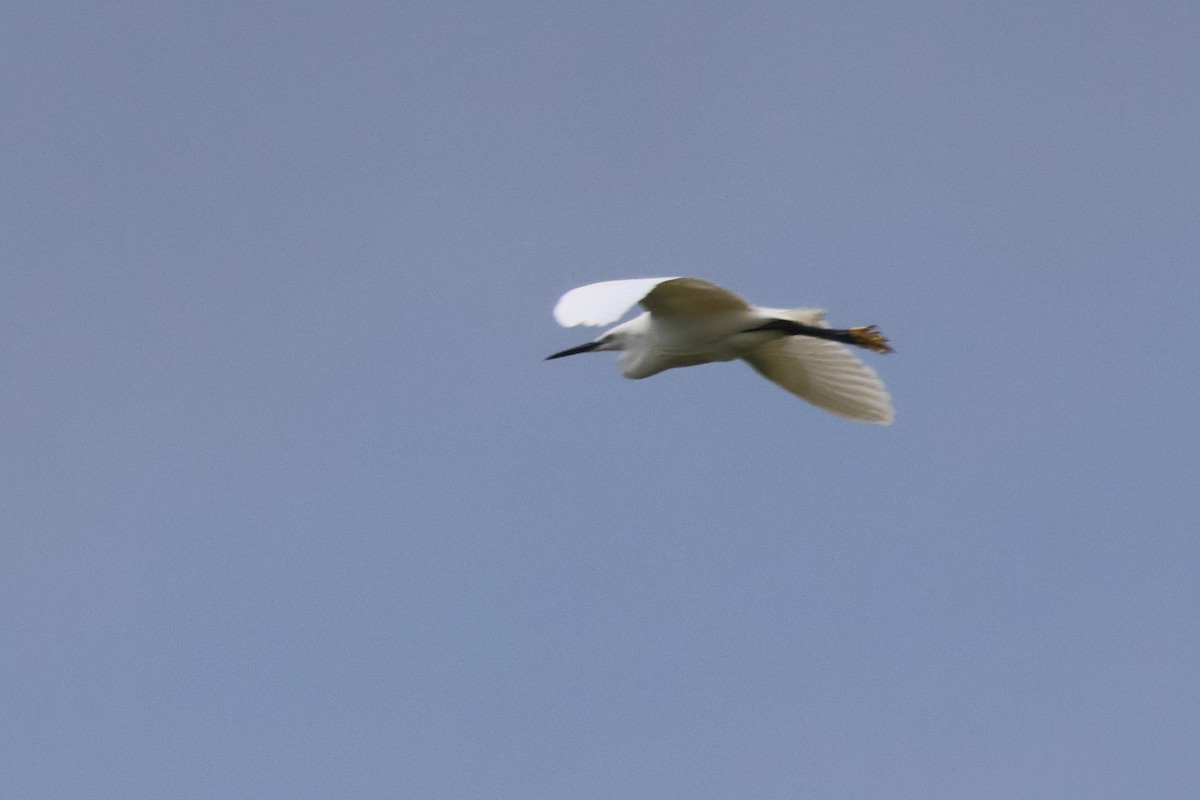 Little Egret - ML647282480