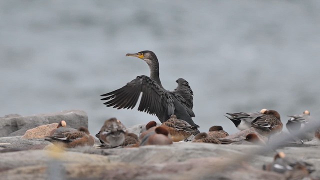 Японский баклан - ML647282481