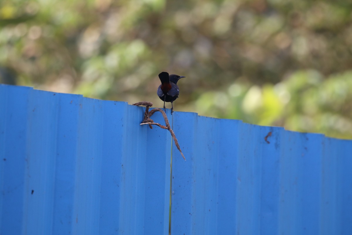 Indian Robin - ML647282483