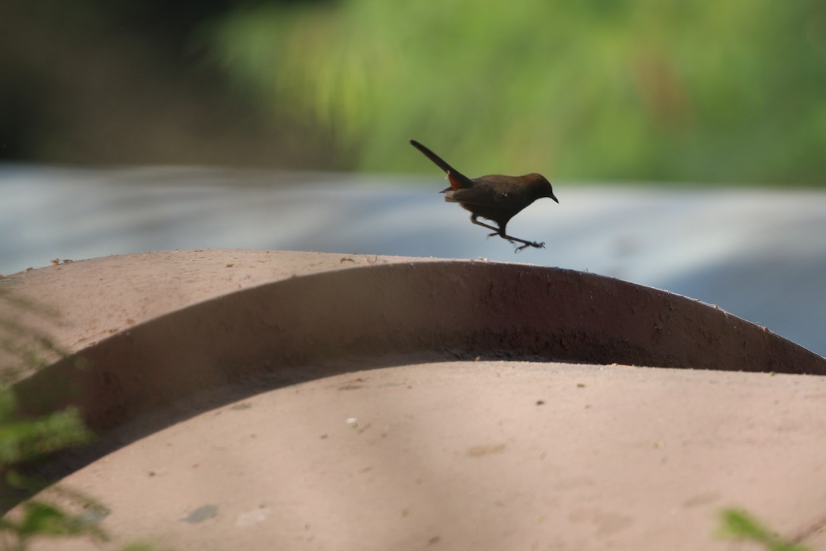 Indian Robin - ML647282484