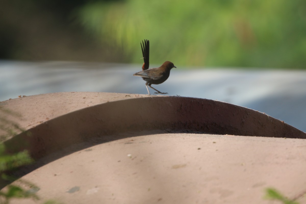 Indian Robin - ML647282485