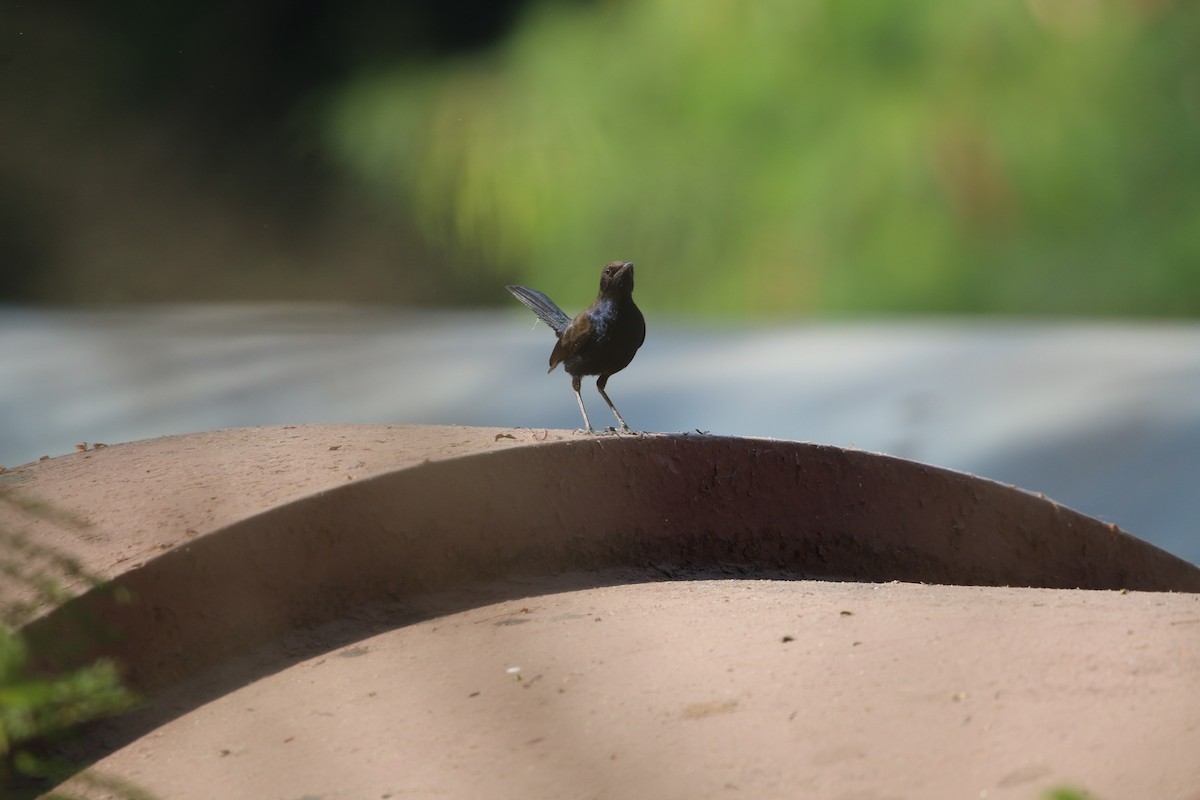 Indian Robin - ML647282486