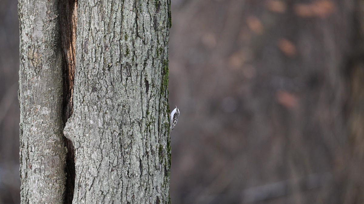 Brown Creeper - ML647282488
