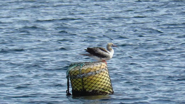 Красноногая олуша - ML647282492