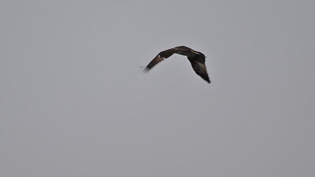 Скопа - ML647282493