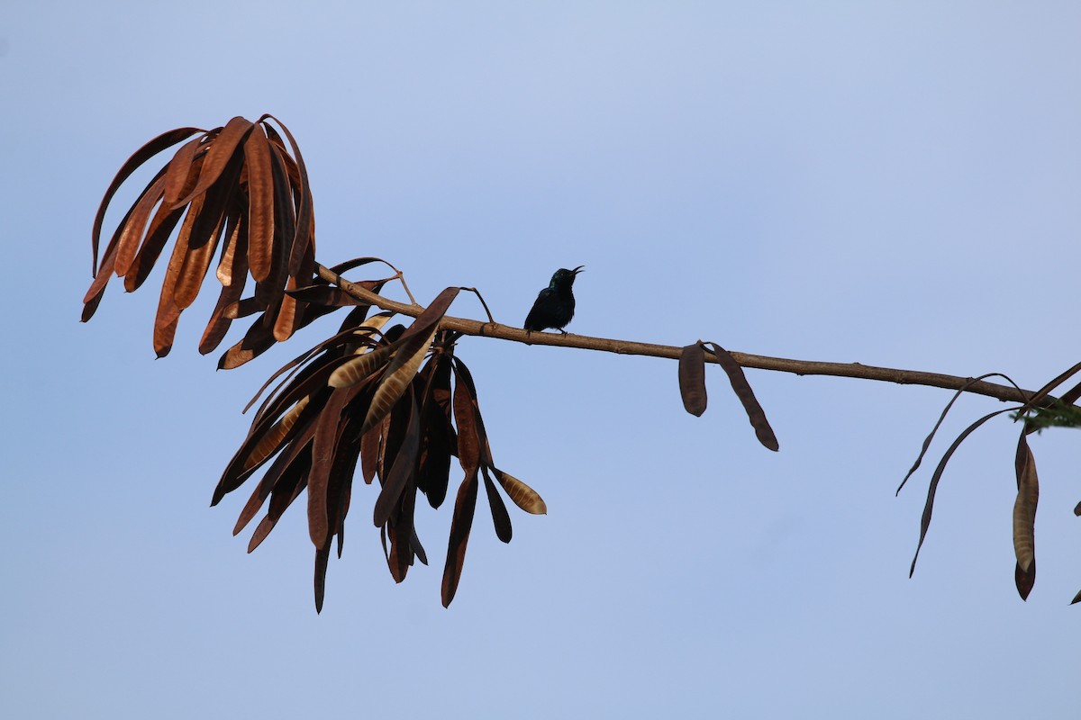 Purple Sunbird - ML647282495