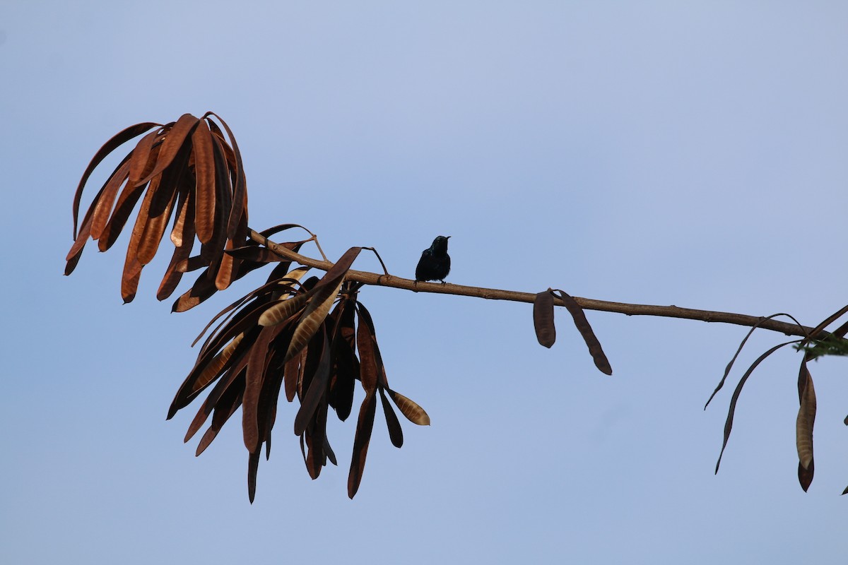 Purple Sunbird - ML647282496