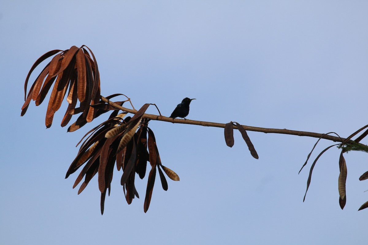 Purple Sunbird - ML647282497