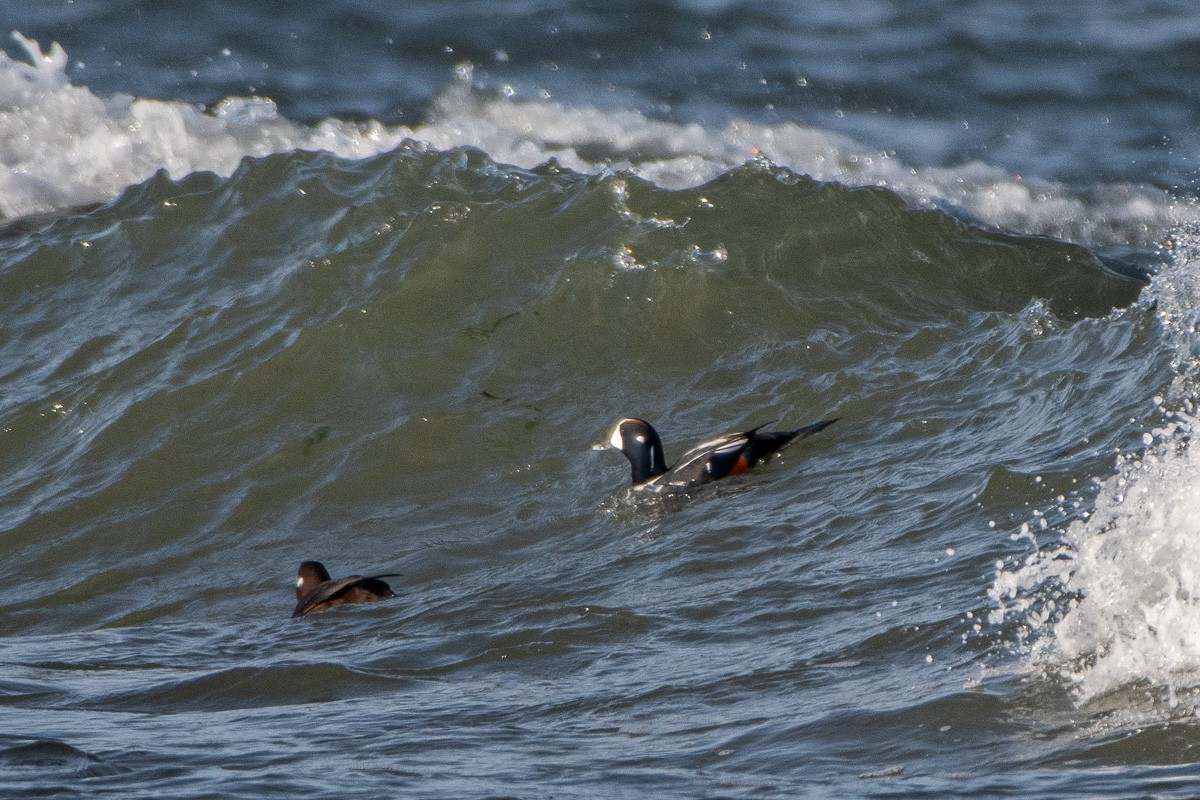 Каменушка - ML647282501