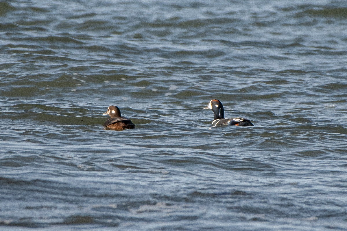 Каменушка - ML647282502