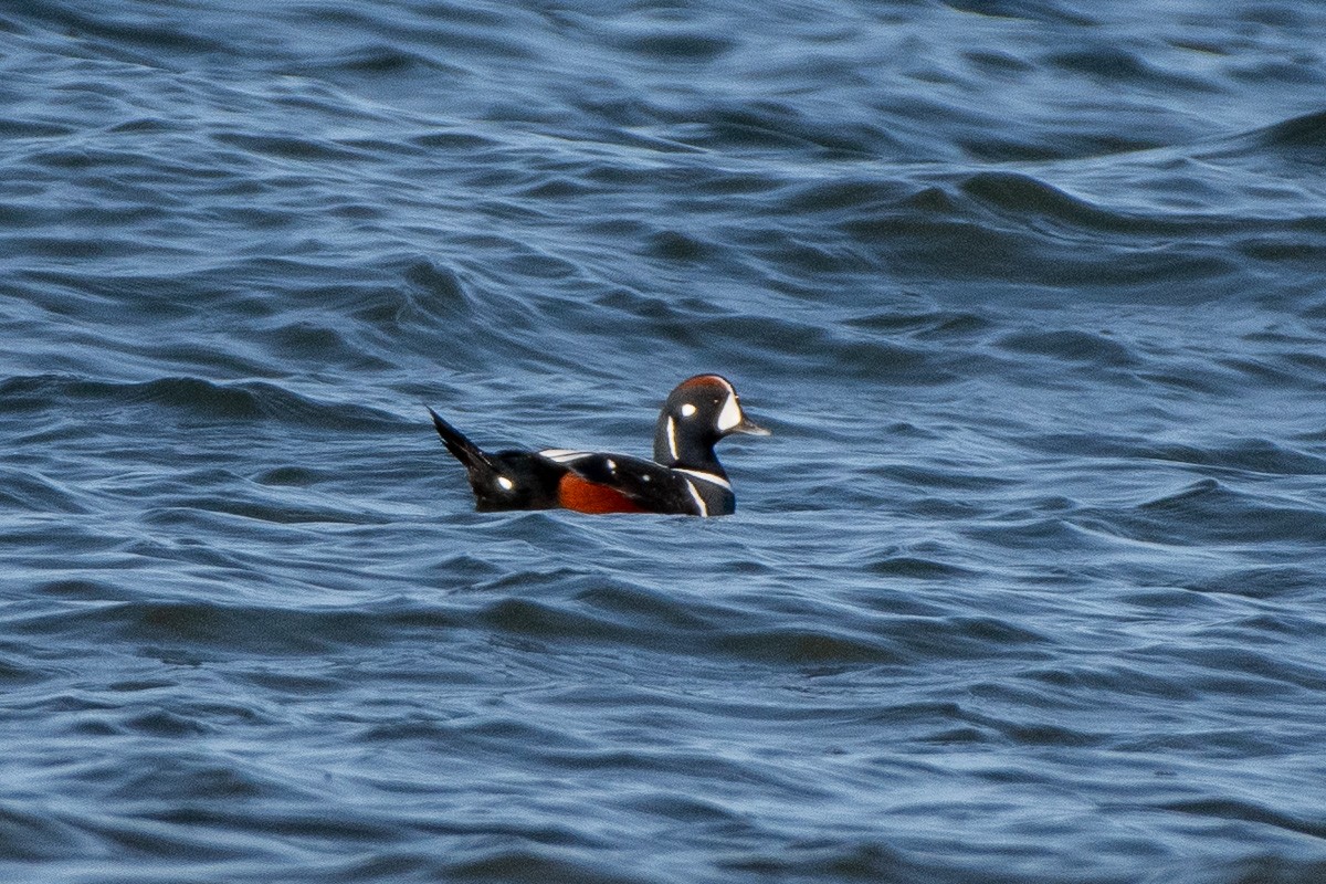 Каменушка - ML647282503