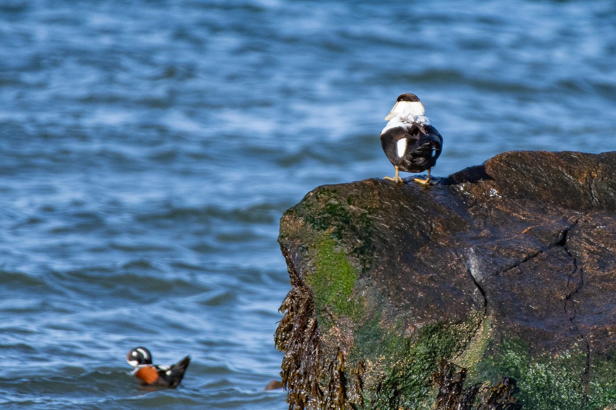 Common Eider - ML647282516
