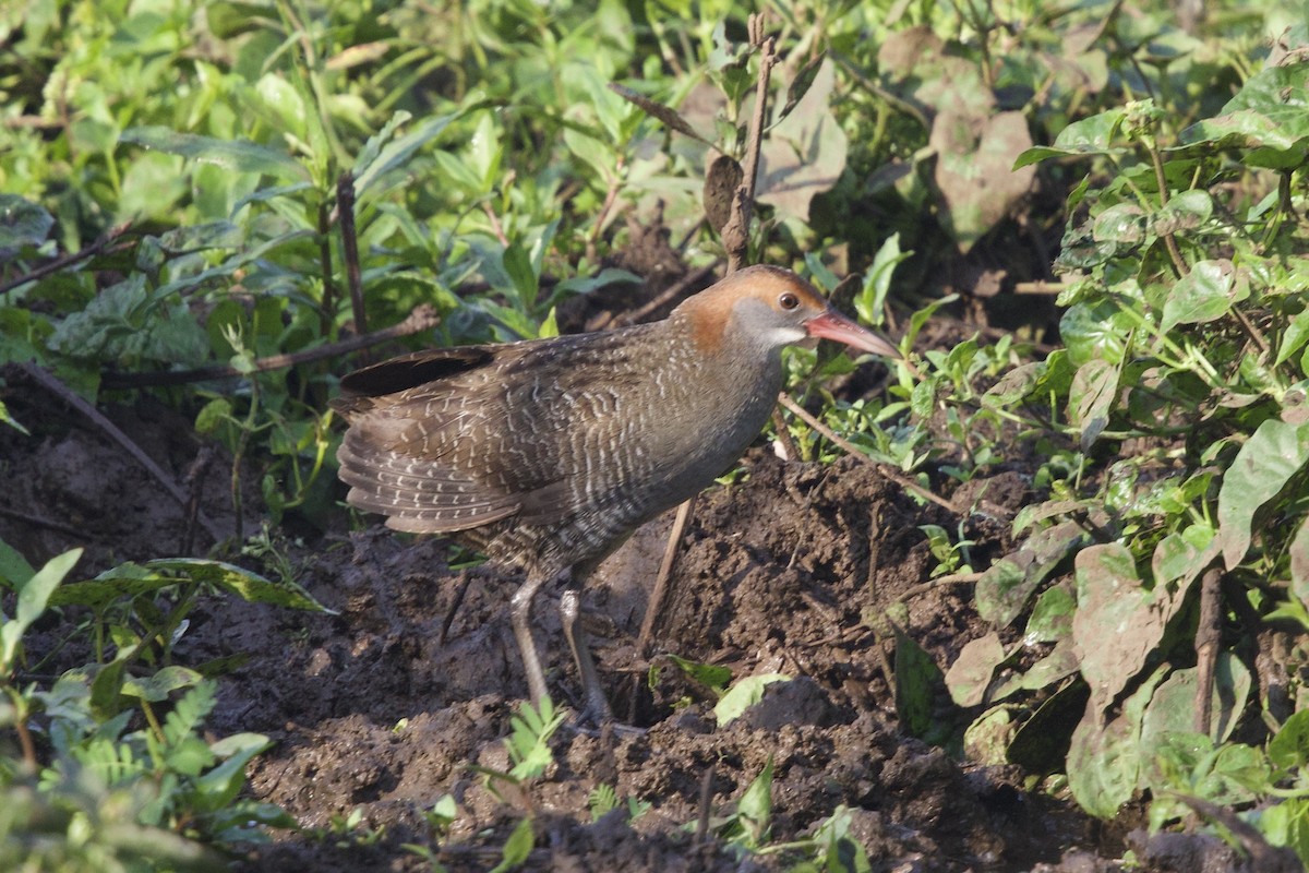 Slaty-breasted Rail - ML647282518