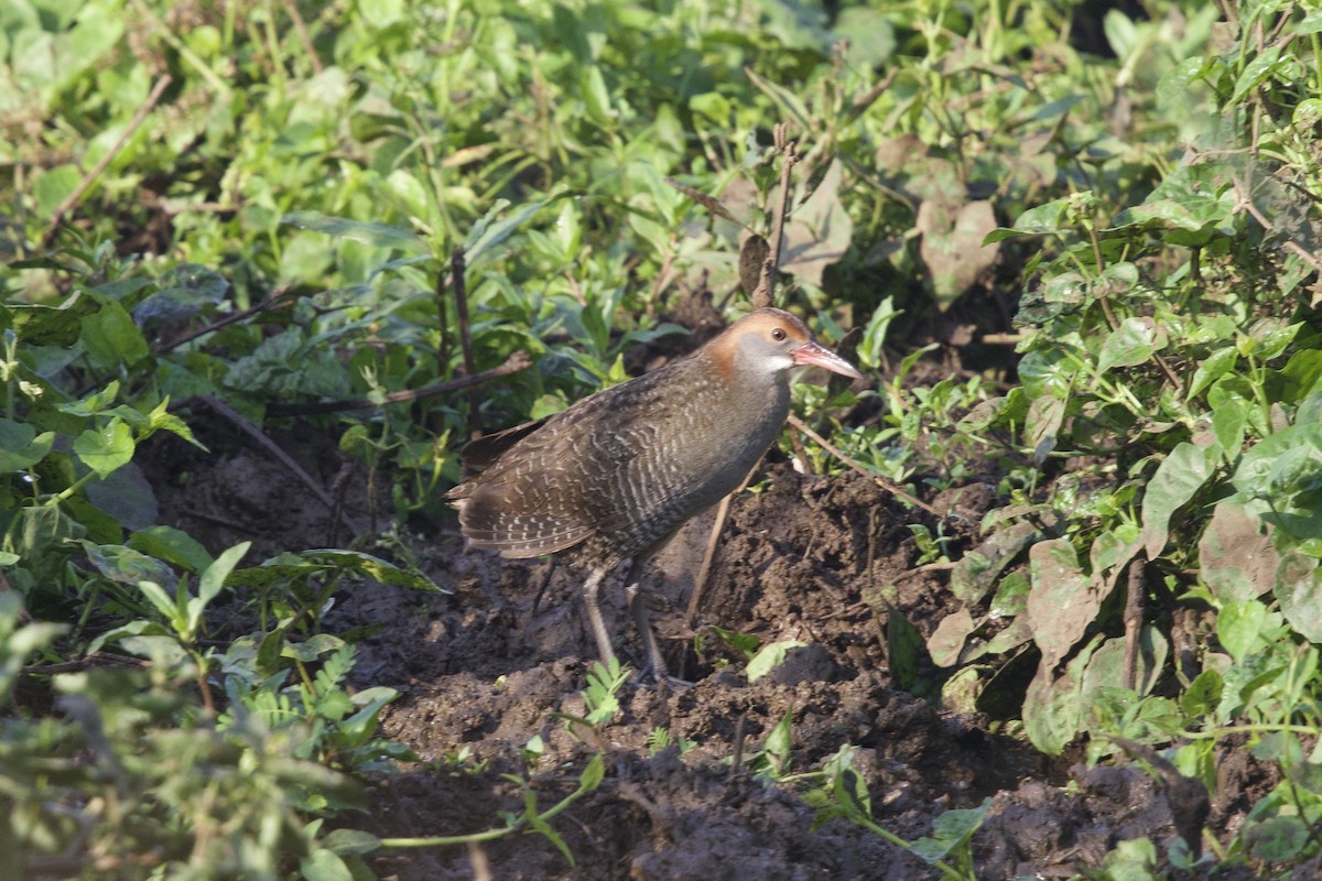 Slaty-breasted Rail - ML647282519