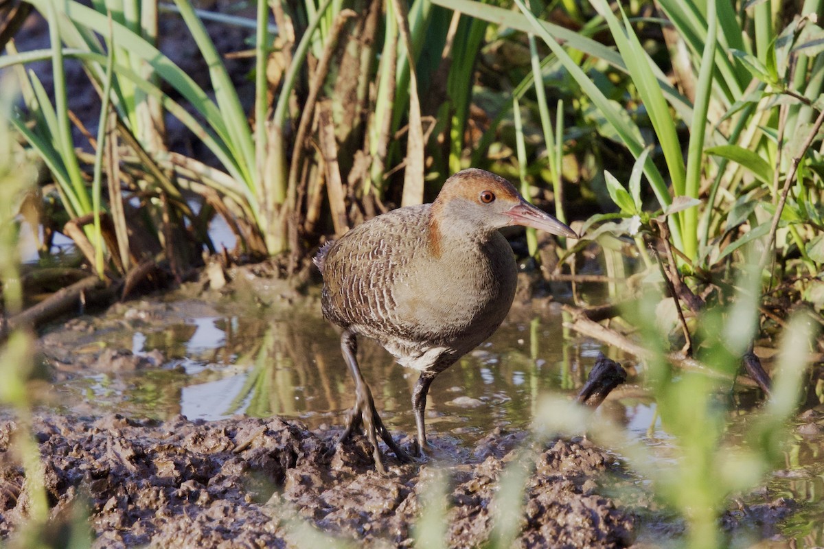 Slaty-breasted Rail - ML647282520
