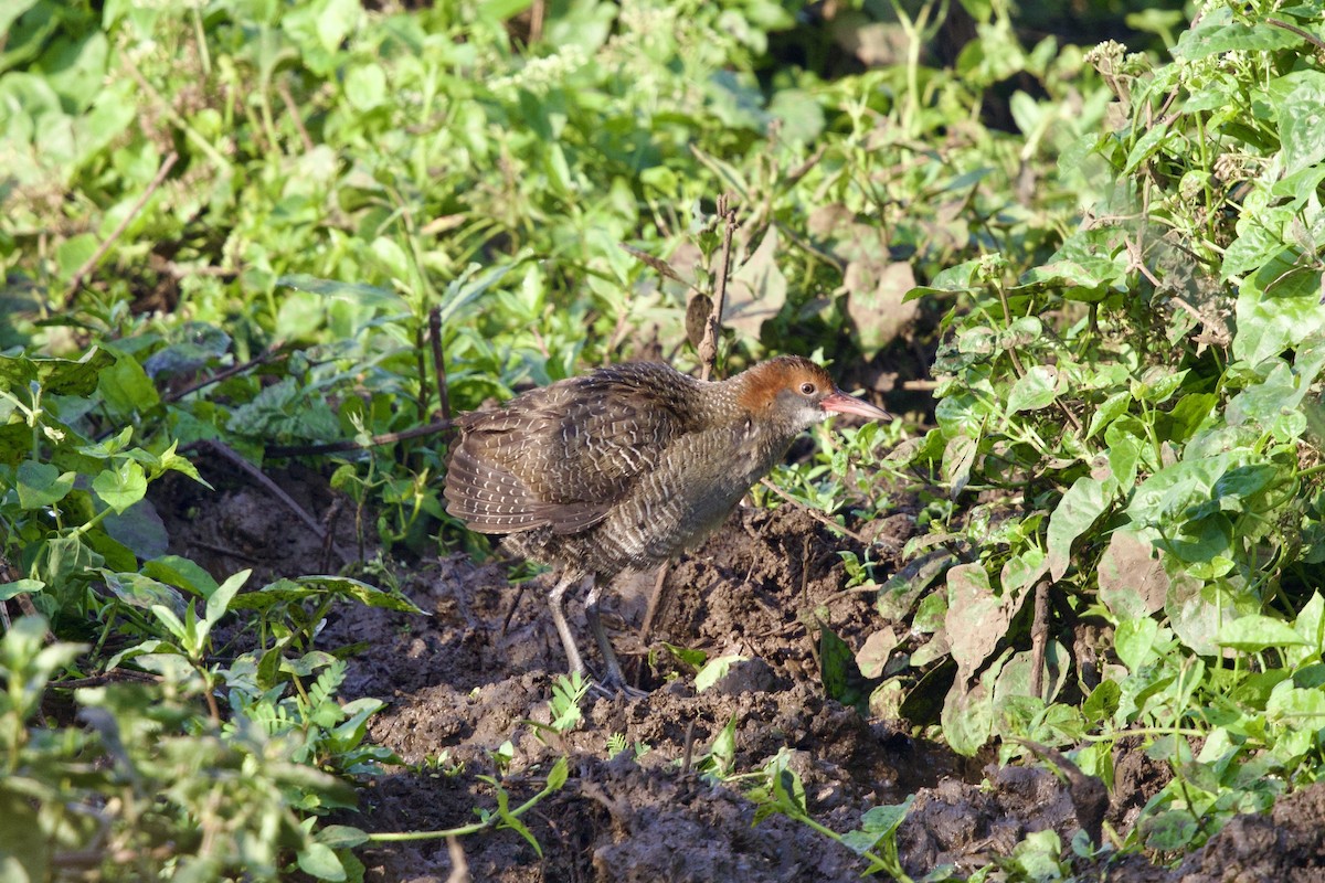 Slaty-breasted Rail - ML647282521