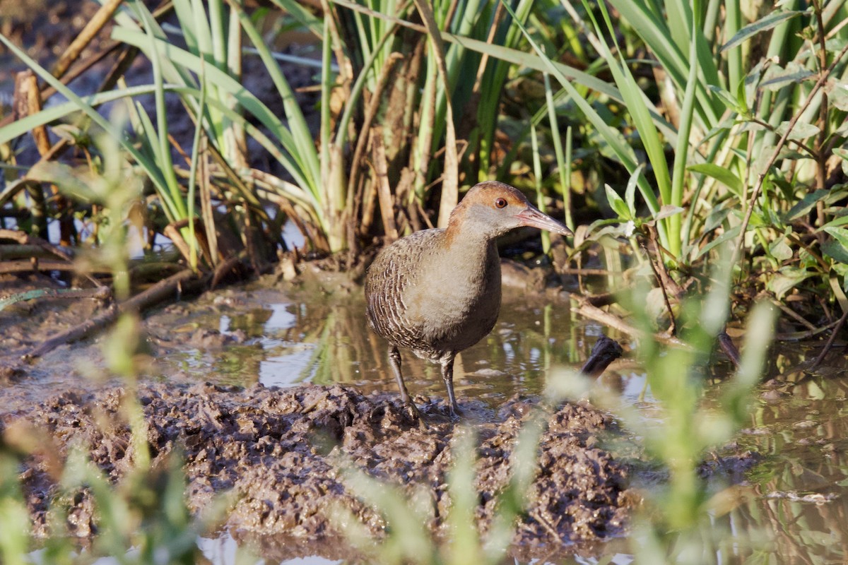 Slaty-breasted Rail - ML647282522