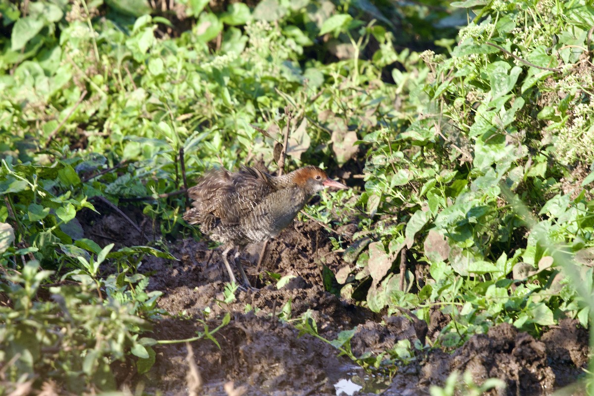 Slaty-breasted Rail - ML647282523