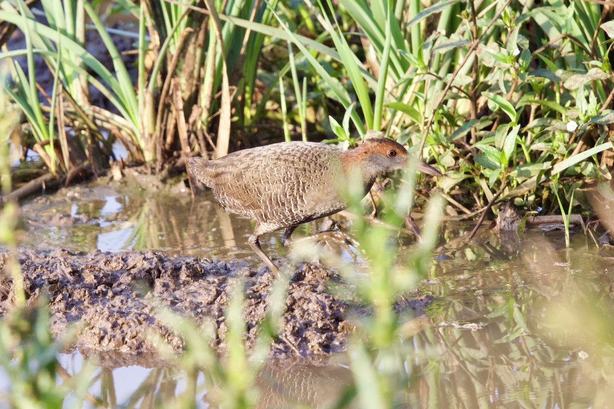 Slaty-breasted Rail - ML647282524