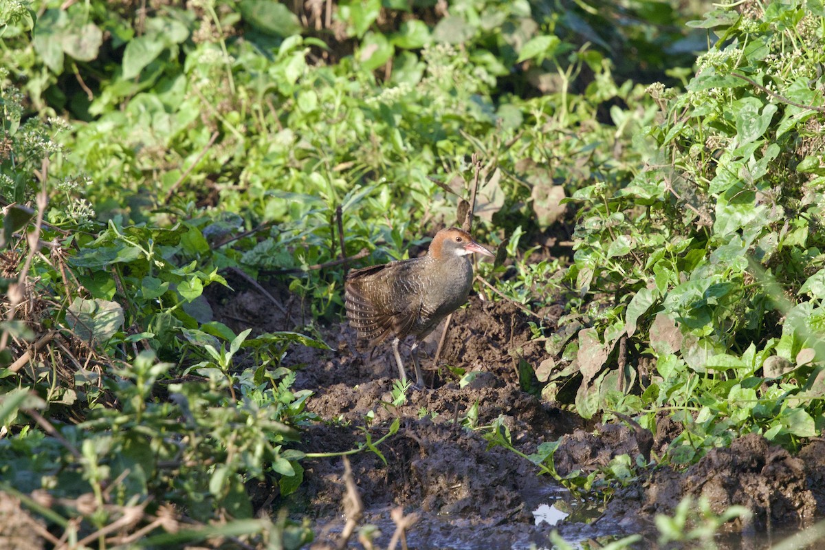 Slaty-breasted Rail - ML647282525