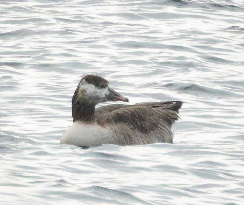 Graylag x Canada Goose (hybrid) - ML647282542