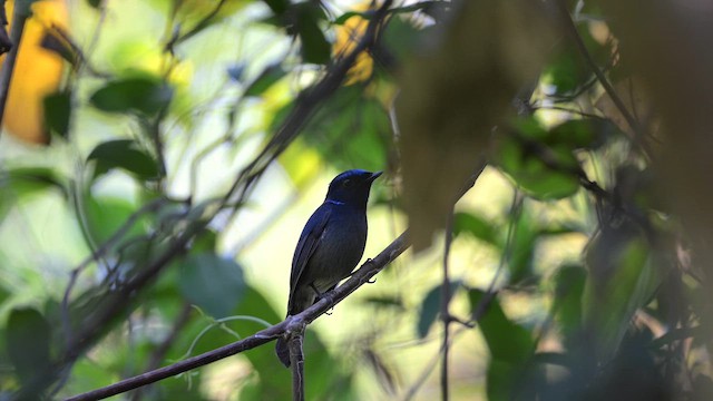 Small Niltava - ML647282544