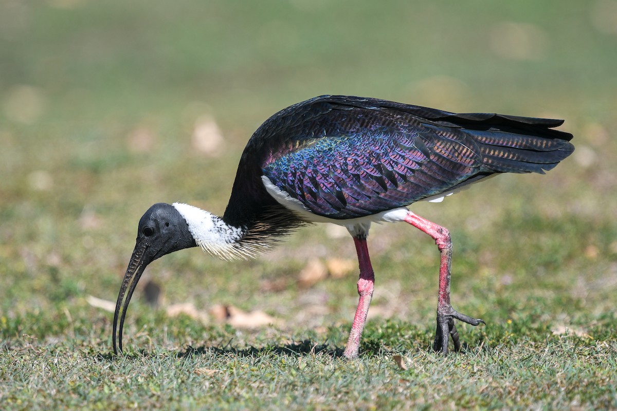 Straw-necked Ibis - ML647282547