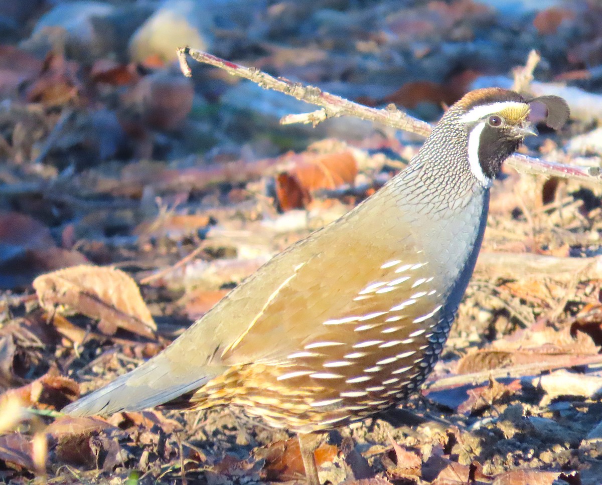 California Quail - ML647282548
