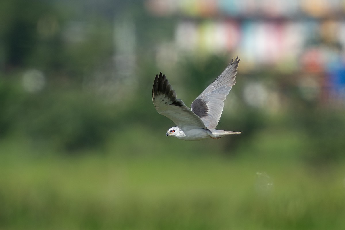 Black-winged Kite - ML647282549