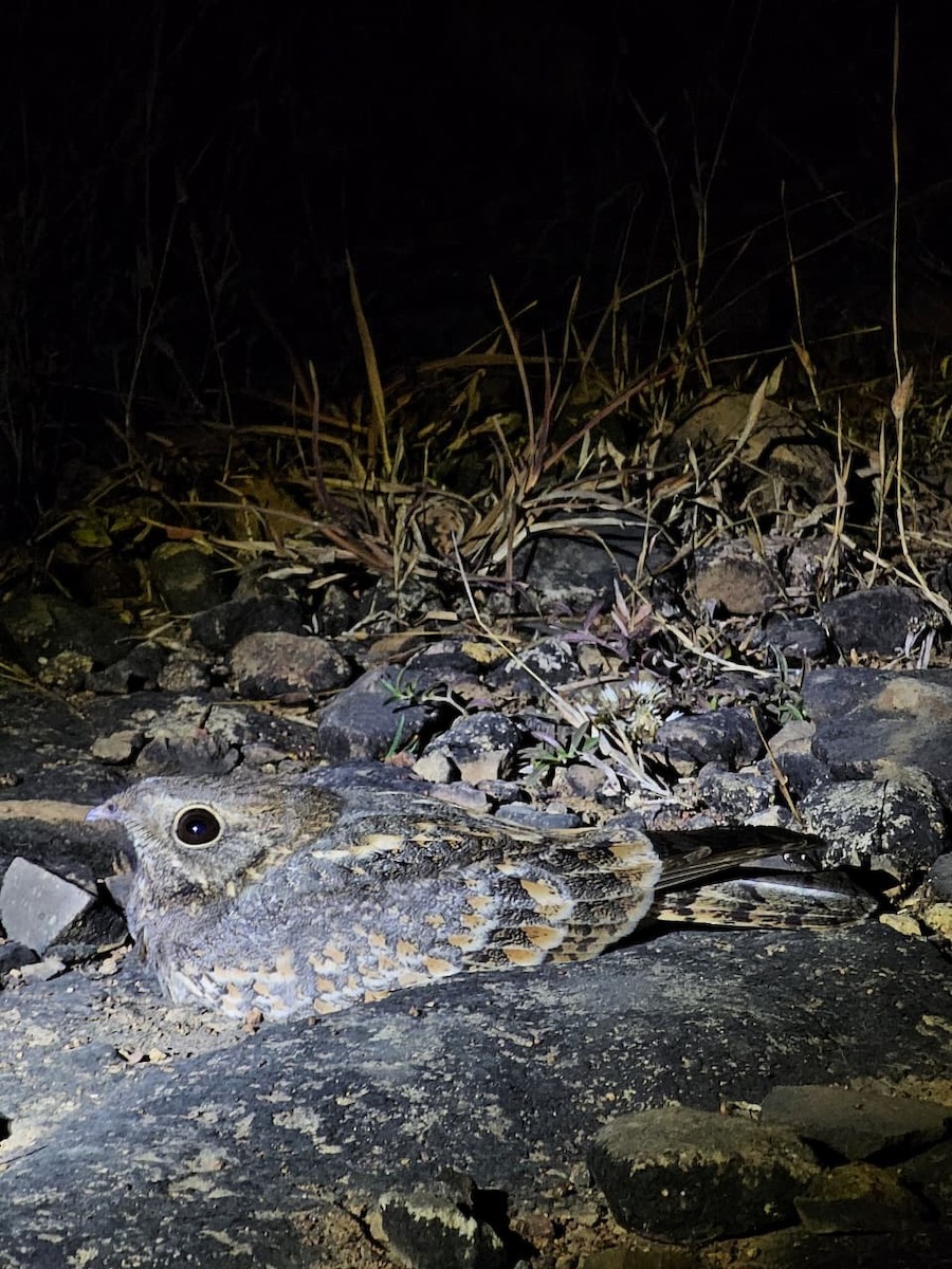 Savanna Nightjar - ML647282551