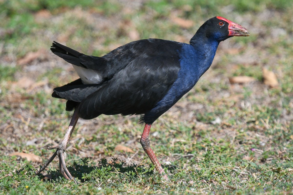 Australasian Swamphen - ML647282552