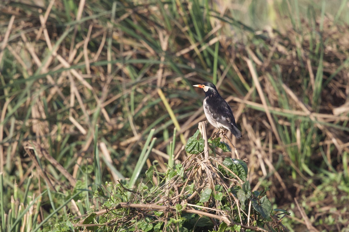 Indian Pied Starling - ML647282553