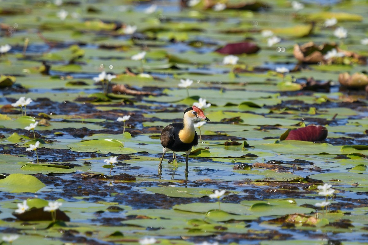 Comb-crested Jacana - ML647282554