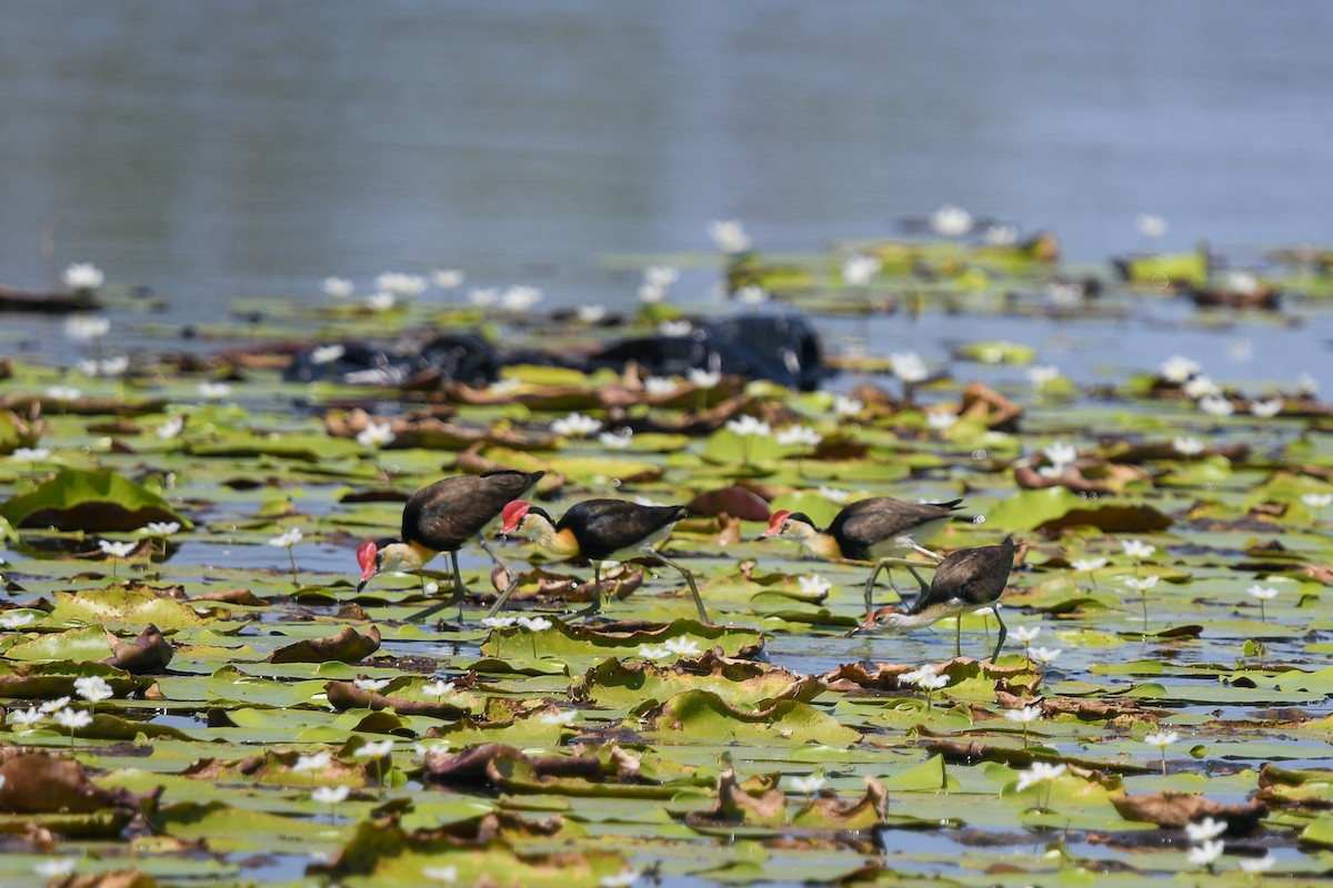 Comb-crested Jacana - ML647282555