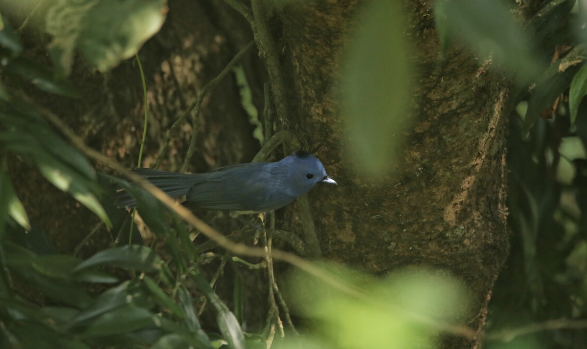 Black-naped Monarch - ML647282556
