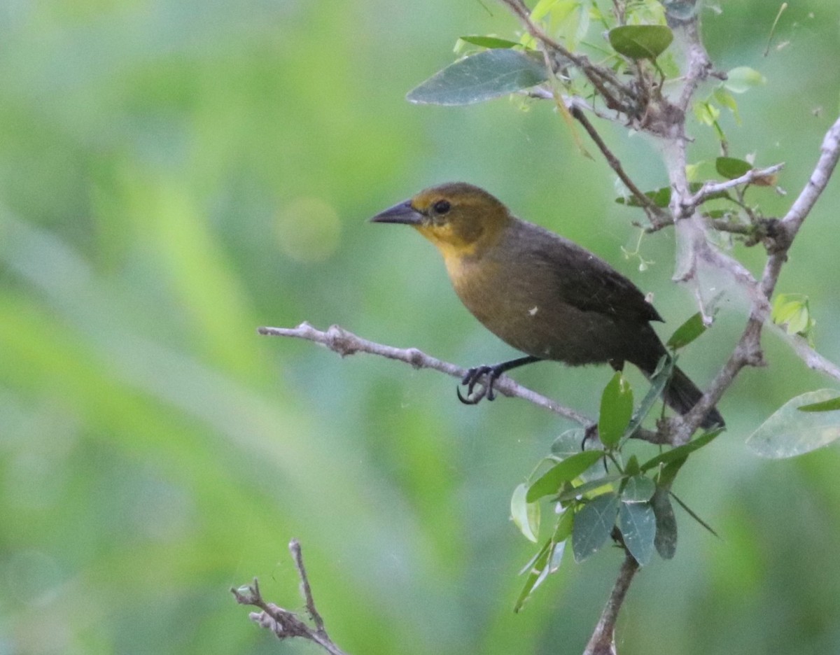 Yellow-hooded Blackbird - ML647282558