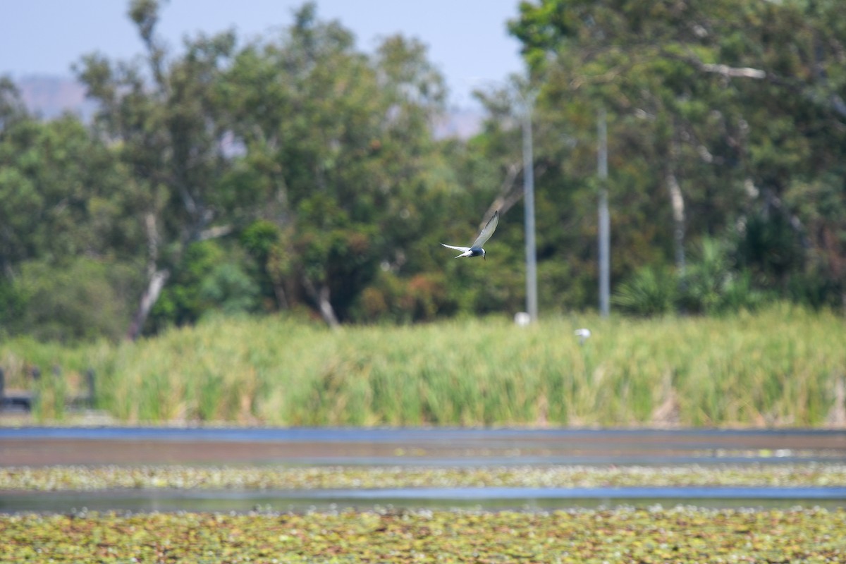 Whiskered Tern - ML647282559