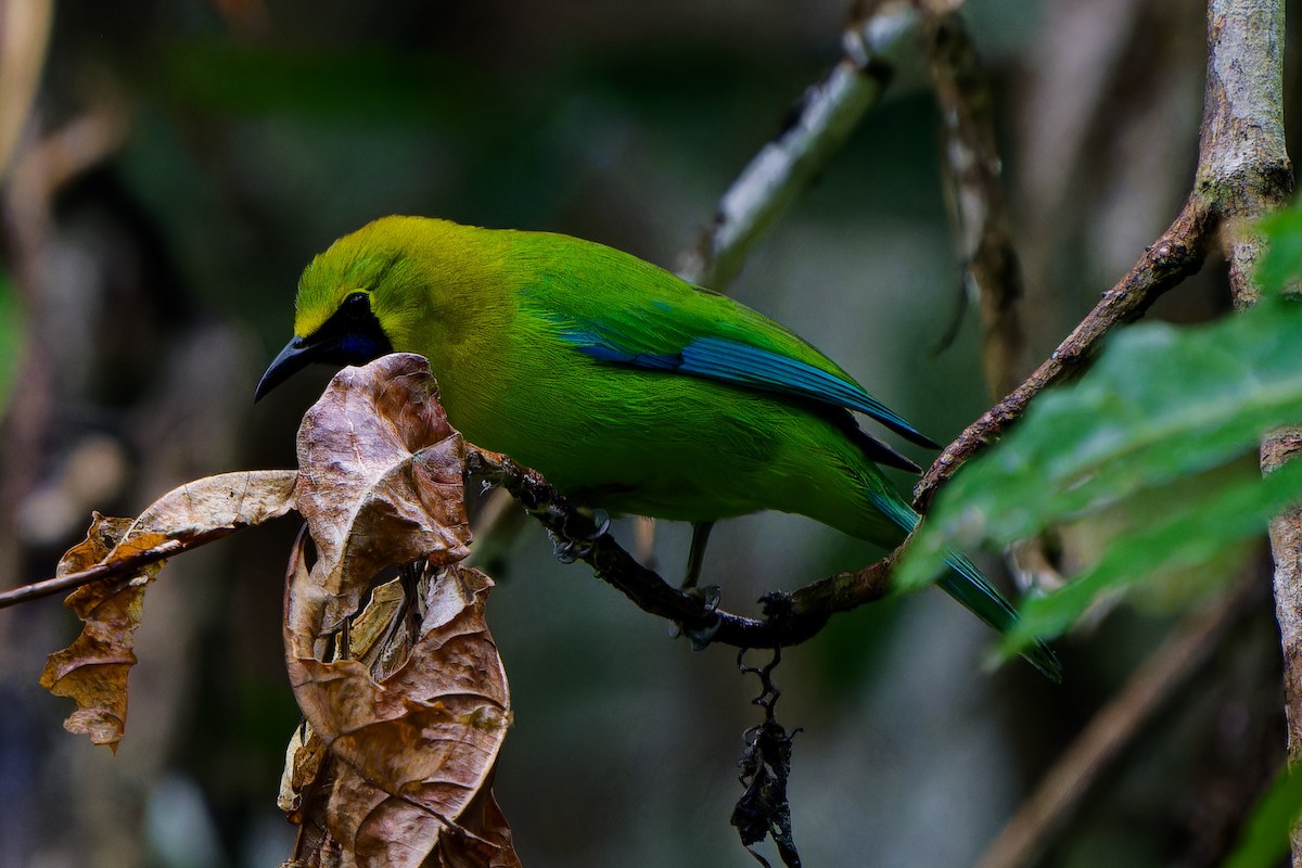 Blue-winged Leafbird - ML647282560
