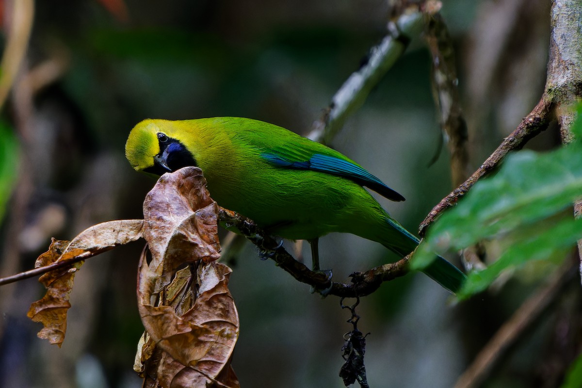 Blue-winged Leafbird - ML647282561