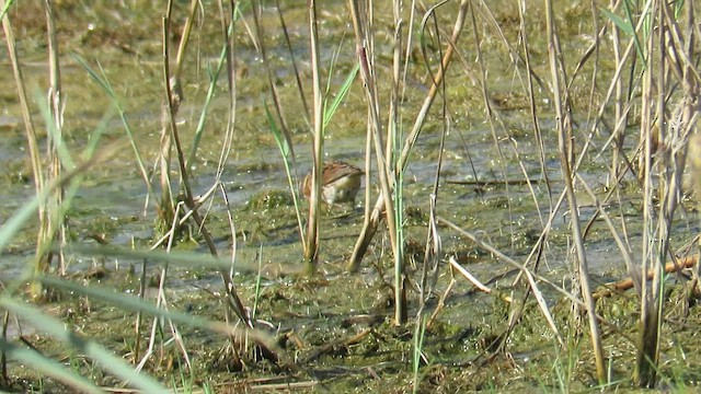 Овсянка-крошка - ML647282562