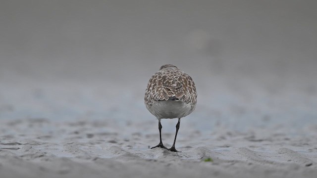 Black-bellied Plover - ML647282564