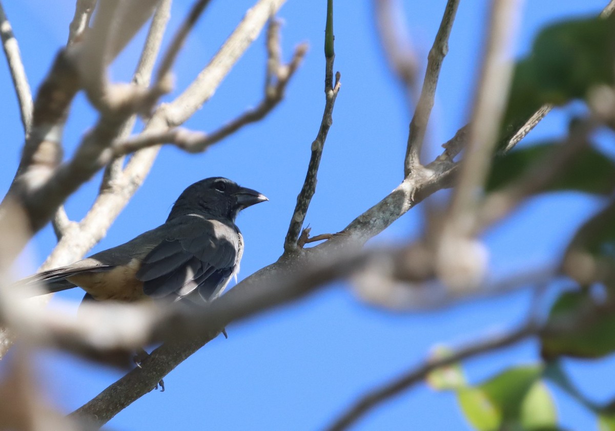 Olive-gray Saltator - ML647282565