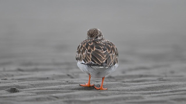 Ruddy Turnstone - ML647282567