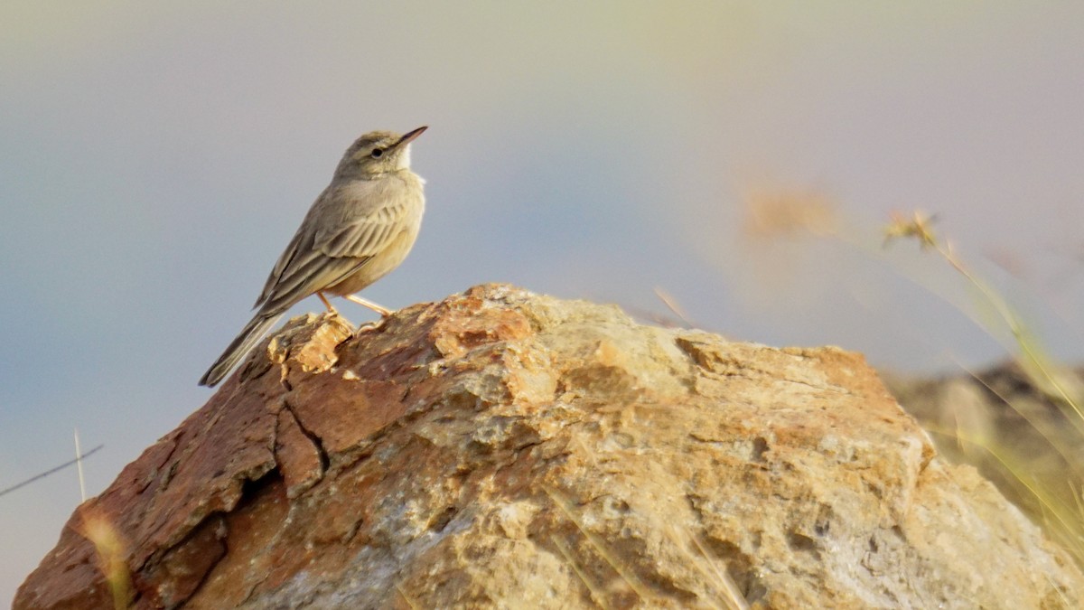 Длинноклювый конёк - ML647282568