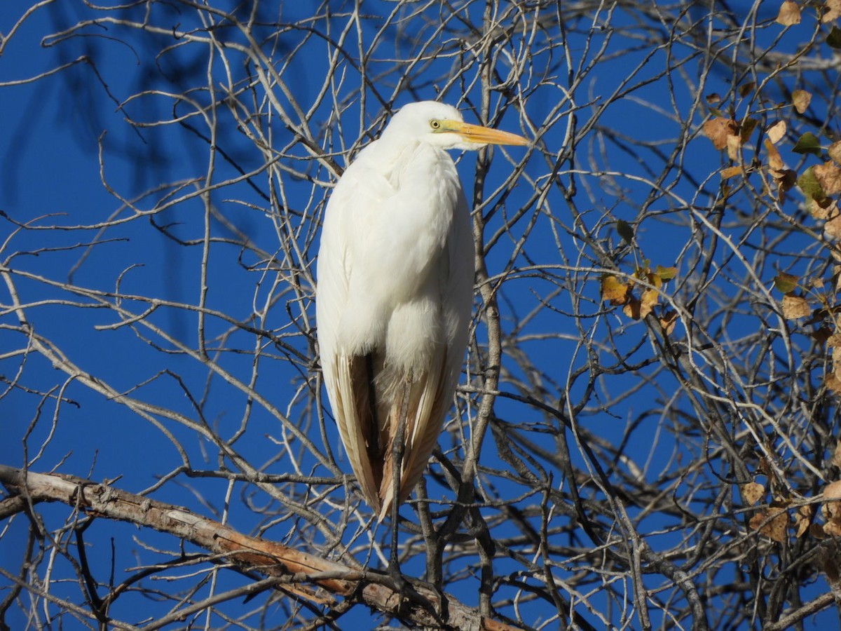 Great Egret - ML647282570